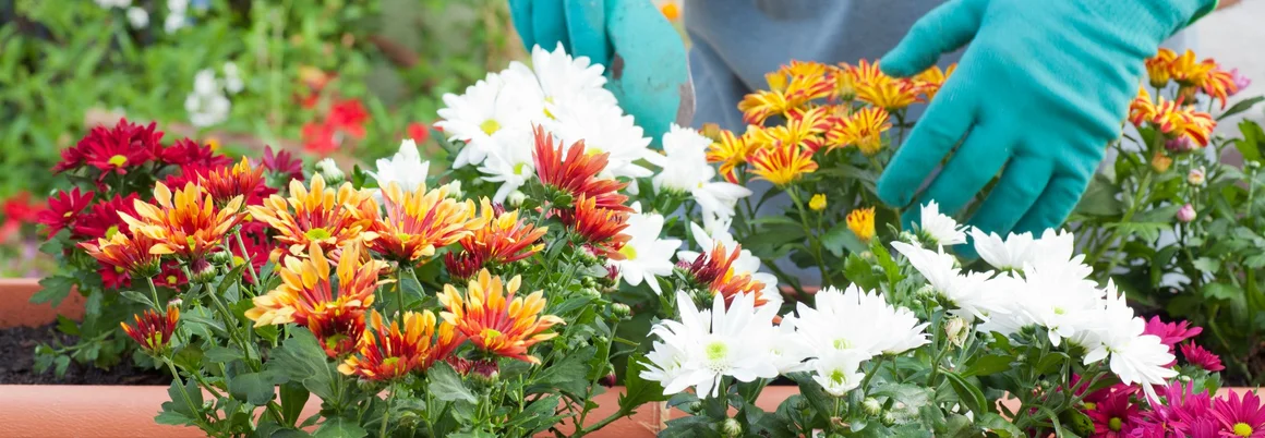 Person pflanzt Blumen ein